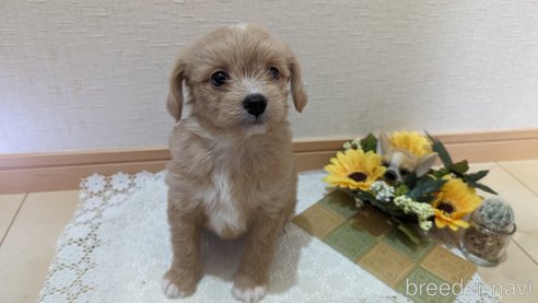 成約済の広島県のチワプー:チワワ×トイプードル-300328の6枚目