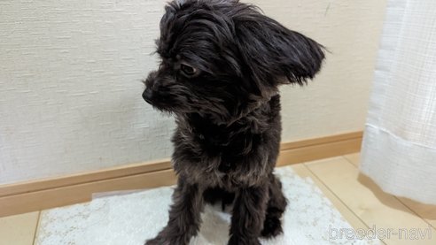 成約済の広島県のチワプー:チワワ×トイプードル-271215の41枚目