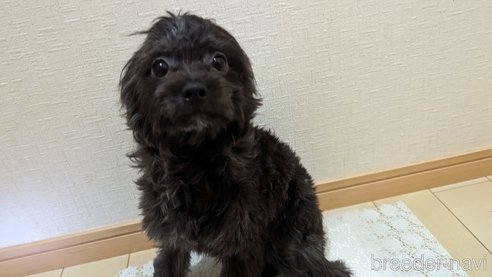 成約済の広島県のチワプー:チワワ×トイプードル-271215の39枚目