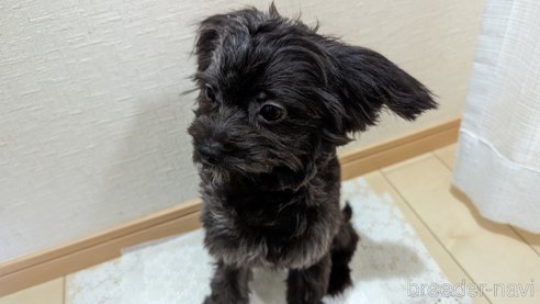 成約済の広島県のチワプー:チワワ×トイプードル-271215の36枚目