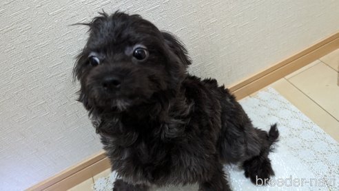 成約済の広島県のチワプー:チワワ×トイプードル-271215の37枚目