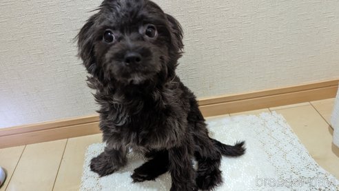 成約済の広島県のチワプー:チワワ×トイプードル-271215の38枚目