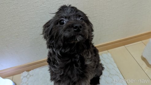 成約済の広島県のチワプー:チワワ×トイプードル-271215の34枚目