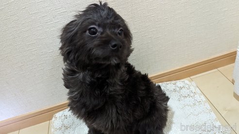 成約済の広島県のチワプー:チワワ×トイプードル-271215の32枚目