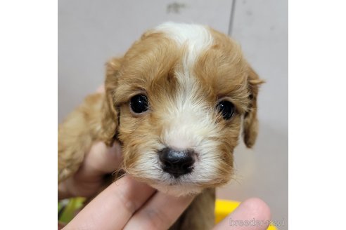 成約済の神奈川県のキャバプー:キャバリア×トイプードル-307200の2枚目