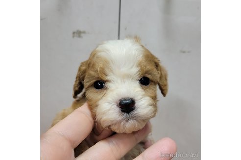 成約済の神奈川県のキャバプー:キャバリア×トイプードル-307219の2枚目