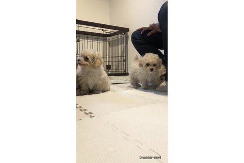 成約済の愛媛県のトイプードル-305657の2枚目