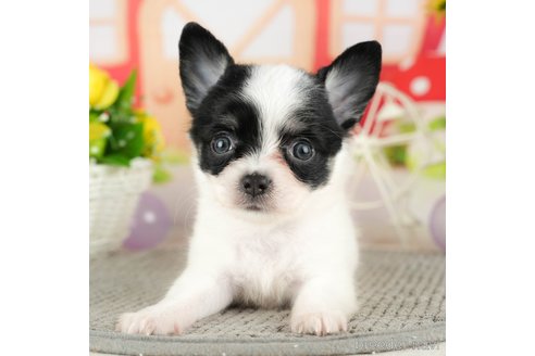 成約済の千葉県のチワワ(ロングコート)-305665の1枚目