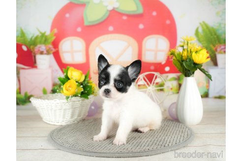 成約済の千葉県のチワワ(ロングコート)-305665の5枚目