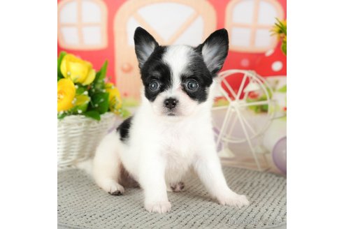 成約済の千葉県のチワワ(ロングコート)-305665の2枚目