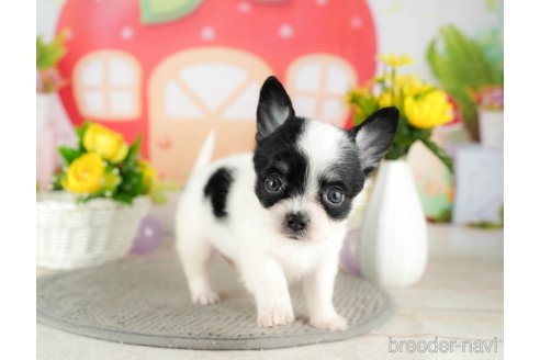 成約済の千葉県のチワワ(ロングコート)-305665の3枚目