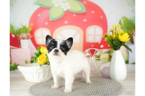 成約済の千葉県のチワワ(ロングコート)-305665の4枚目