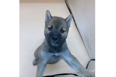 成約済の東京都の豆柴-305669の6枚目