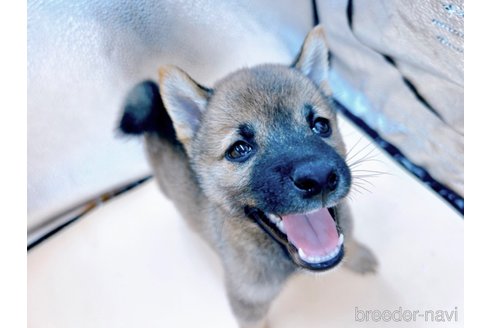 成約済の東京都の豆柴-305669の7枚目