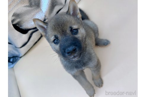 成約済の東京都の豆柴-305669の2枚目