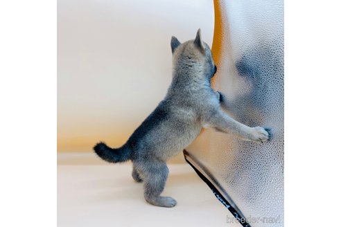 成約済の東京都の豆柴-305669の3枚目