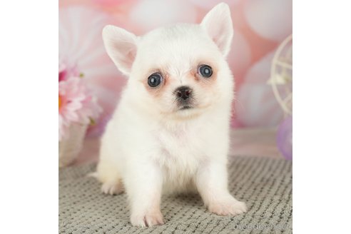 成約済の千葉県のチワワ(ロングコート)-305668の1枚目