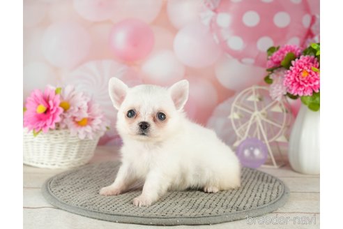 成約済の千葉県のチワワ(ロングコート)-305668の2枚目