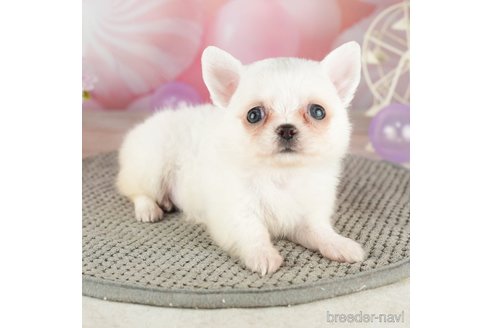 成約済の千葉県のチワワ(ロングコート)-305668の3枚目