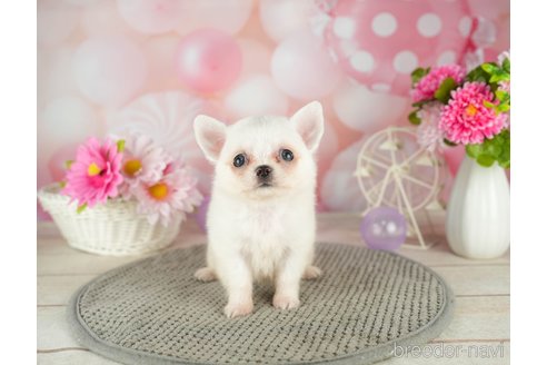 成約済の千葉県のチワワ(ロングコート)-305668の4枚目