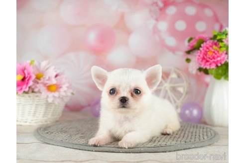 成約済の千葉県のチワワ(ロングコート)-305668の5枚目