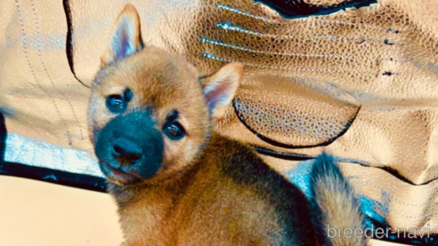 成約済の東京都の豆柴-305669の1枚目