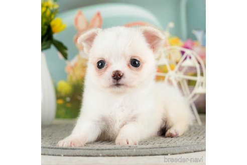 成約済の千葉県のチワワ(ロングコート)-305670の1枚目