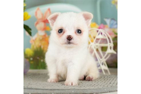 成約済の千葉県のチワワ(ロングコート)-305670の5枚目