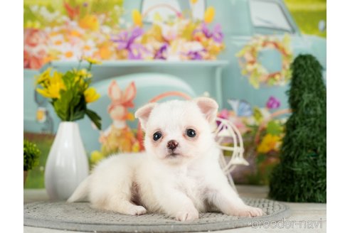 成約済の千葉県のチワワ(ロングコート)-305670の2枚目