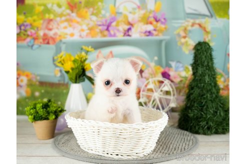 成約済の千葉県のチワワ(ロングコート)-305670の3枚目