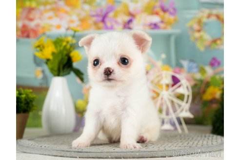 成約済の千葉県のチワワ(ロングコート)-305670の4枚目