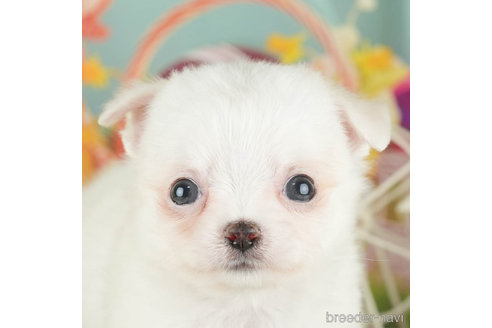 成約済の千葉県のチワワ(ロングコート)-305674の1枚目