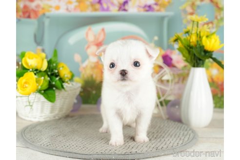 成約済の千葉県のチワワ(ロングコート)-305674の3枚目