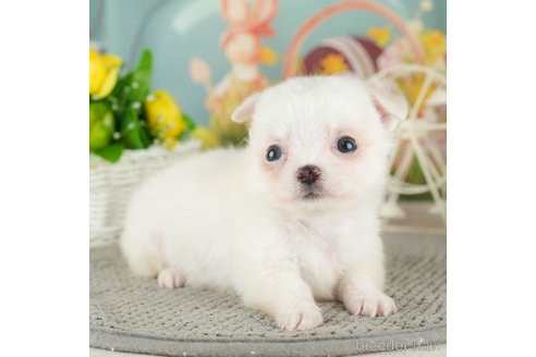 成約済の千葉県のチワワ(ロングコート)-305674の4枚目