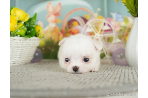 成約済の千葉県のチワワ(ロングコート)-305674の5枚目