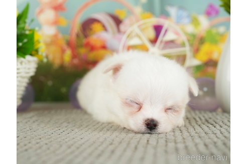 成約済の千葉県のチワワ(ロングコート)-305674の2枚目