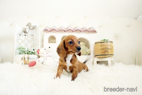 成約済の佐賀県のミニチュアダックスフンド(スムースヘアード)-302118の4枚目