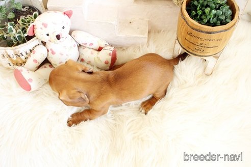 成約済の佐賀県のミニチュアダックスフンド(スムースヘアード)-302118の2枚目