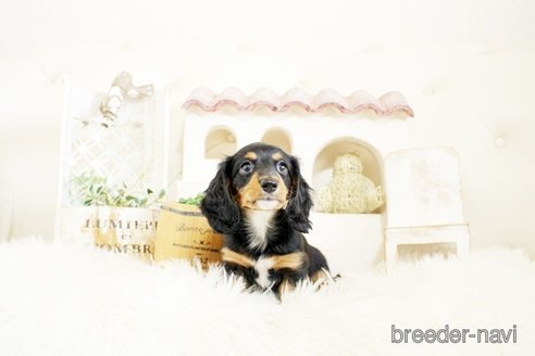 成約済の佐賀県のミニチュアダックスフンド(ロングヘアード)-302120の1枚目