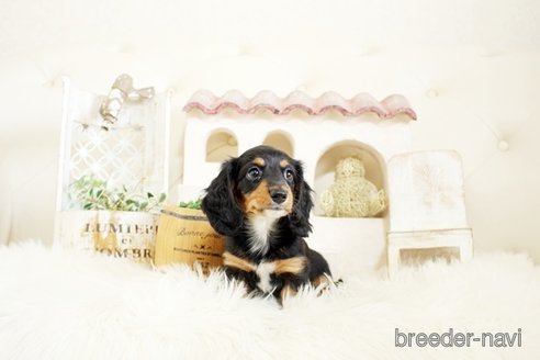 成約済の佐賀県のミニチュアダックスフンド(ロングヘアード)-302120の5枚目