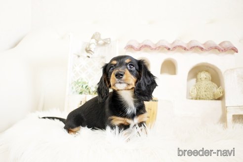 成約済の佐賀県のミニチュアダックスフンド(ロングヘアード)-302120の4枚目