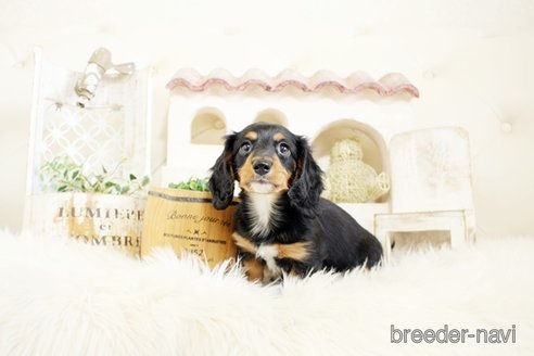 成約済の佐賀県のミニチュアダックスフンド(ロングヘアード)-302120の3枚目