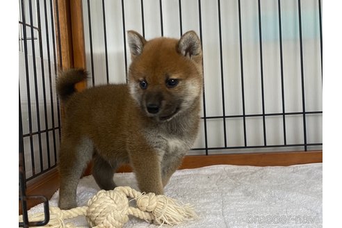 成約済の岡山県の柴犬-305676の2枚目