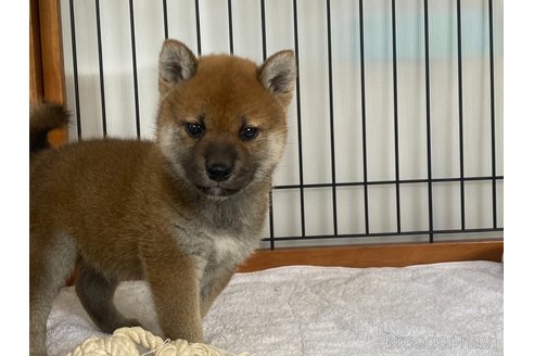 成約済の岡山県の柴犬-305676の1枚目