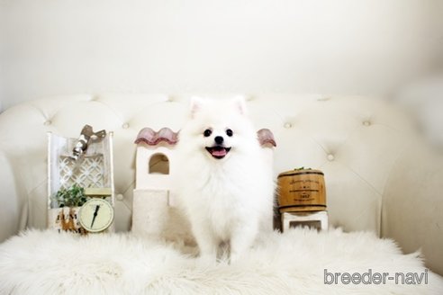 成約済の佐賀県のポメラニアン-291796の1枚目