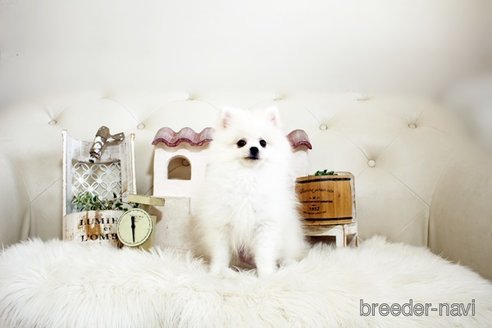 成約済の佐賀県のポメラニアン-291796の5枚目