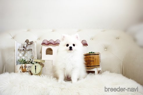 成約済の佐賀県のポメラニアン-291796の4枚目