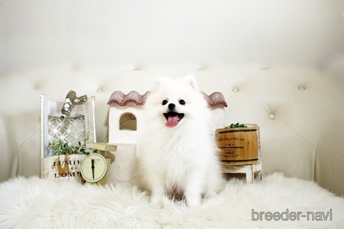 成約済の佐賀県のポメラニアン-291796の3枚目