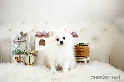 成約済の佐賀県のポメラニアン-291796の2枚目