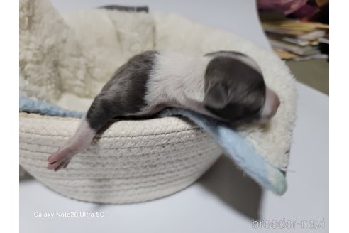 成約済の千葉県のイタリアングレーハウンド(イタグレ)-309014の7枚目